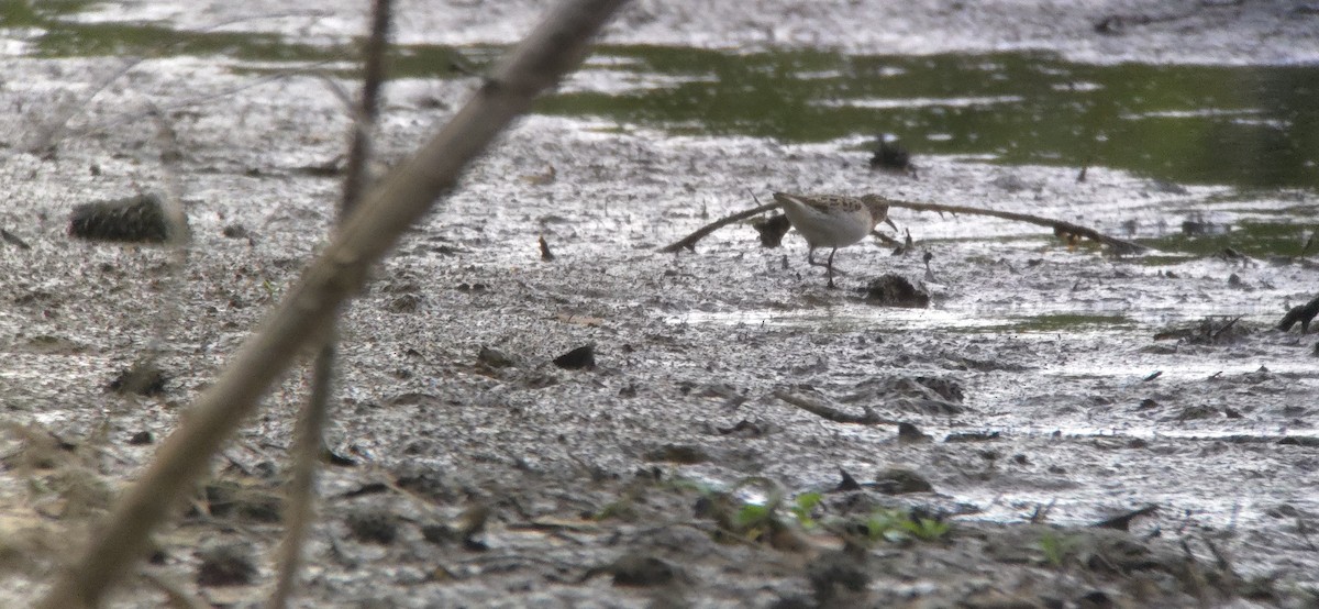 Least Sandpiper - ML634888439