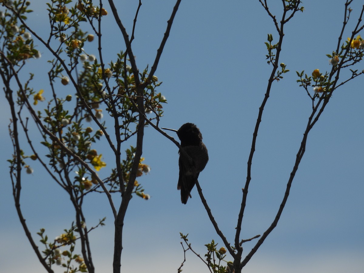 Anna's Hummingbird - ML634888442