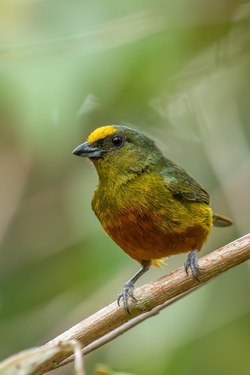 Olive-backed Euphonia - ML634888483