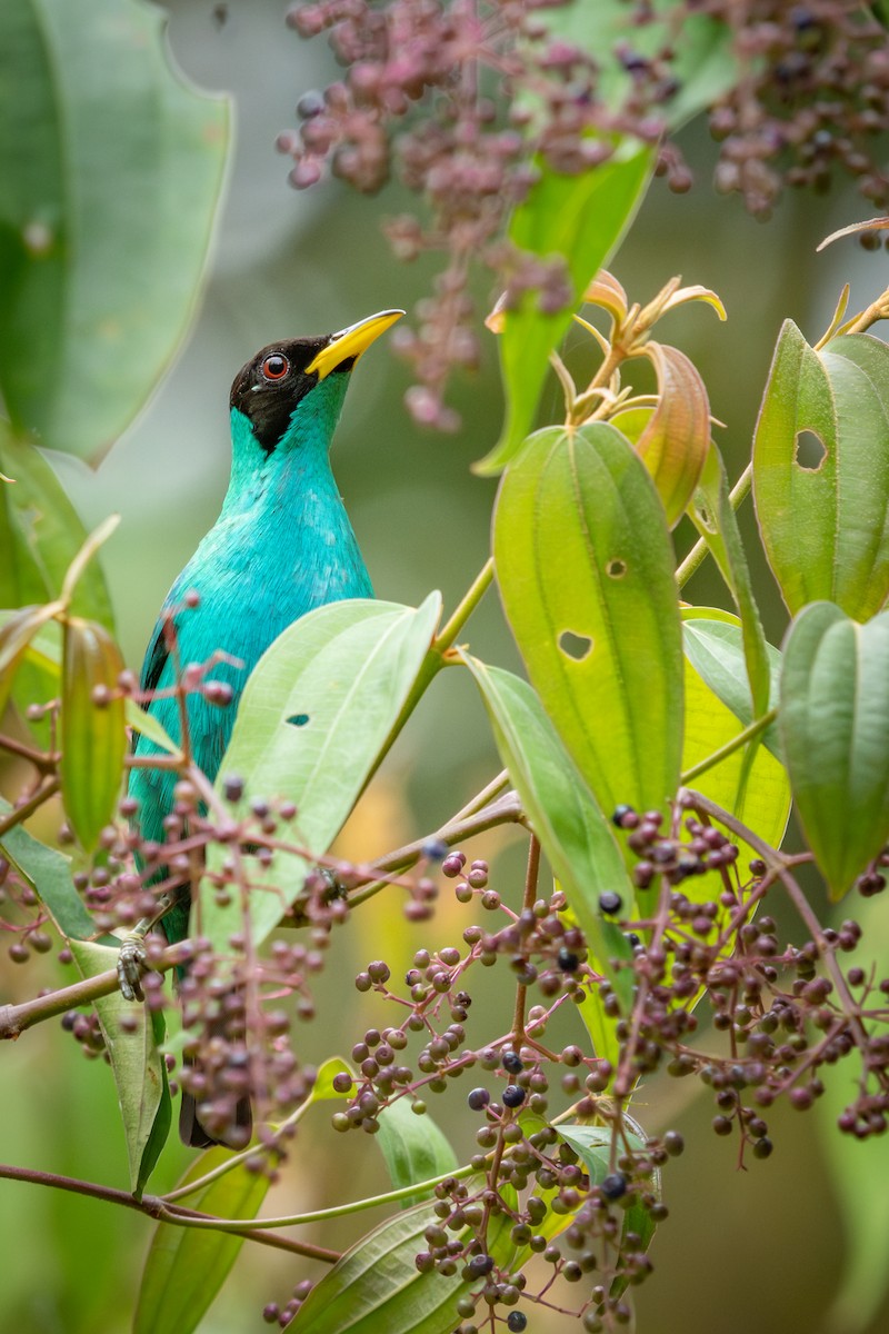Green Honeycreeper - ML634888502