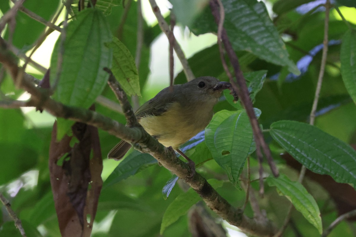 Blue Mountain Vireo - ML634888526