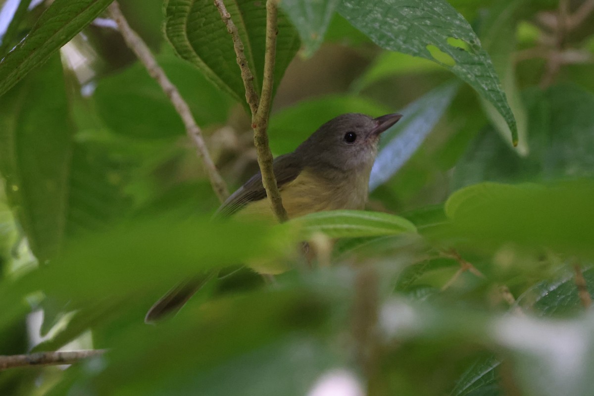 Blue Mountain Vireo - ML634888571