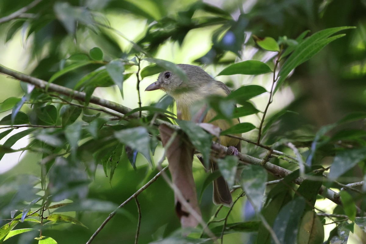 Blue Mountain Vireo - ML634888619