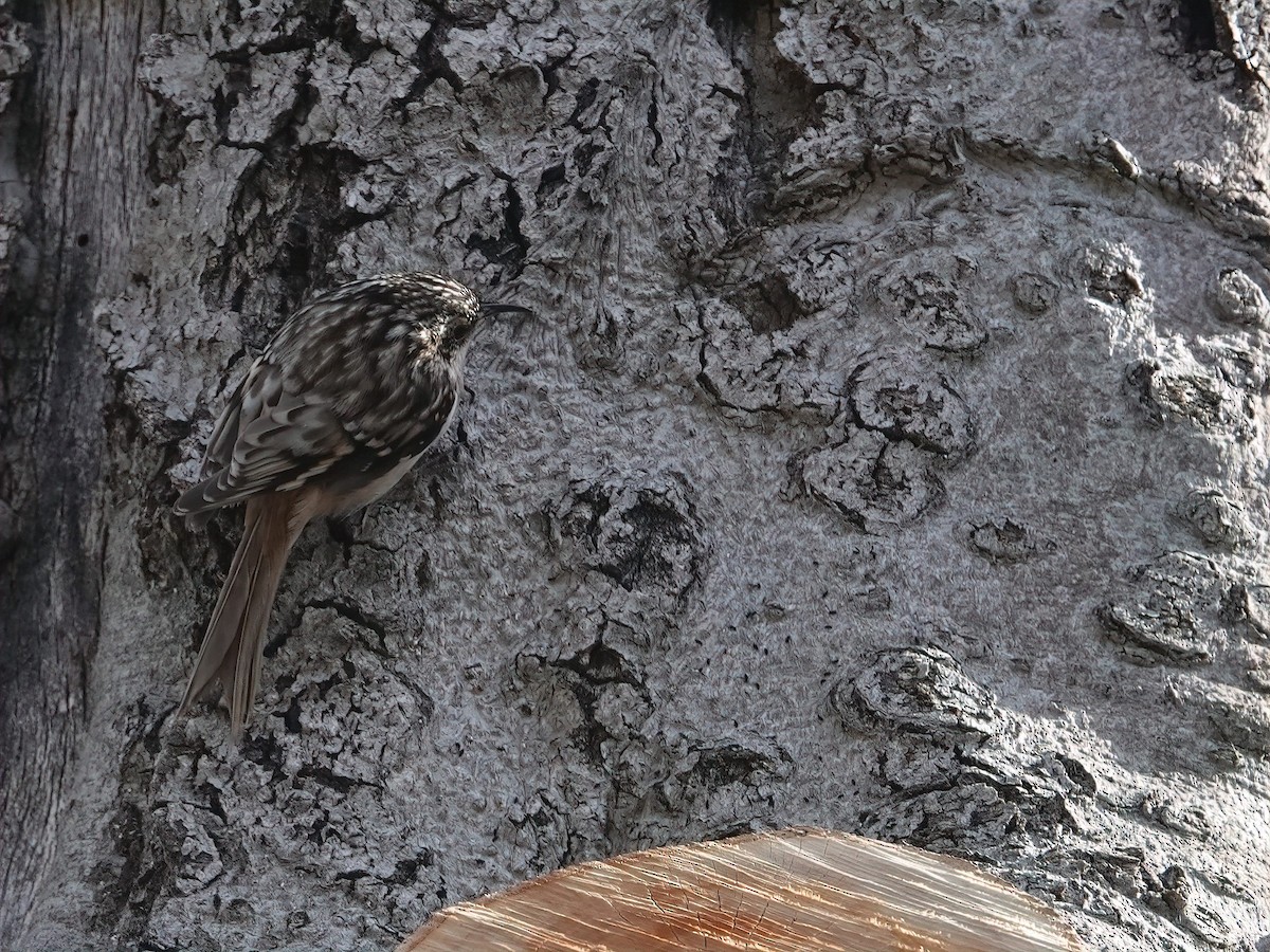 Brown Creeper - ML634888659