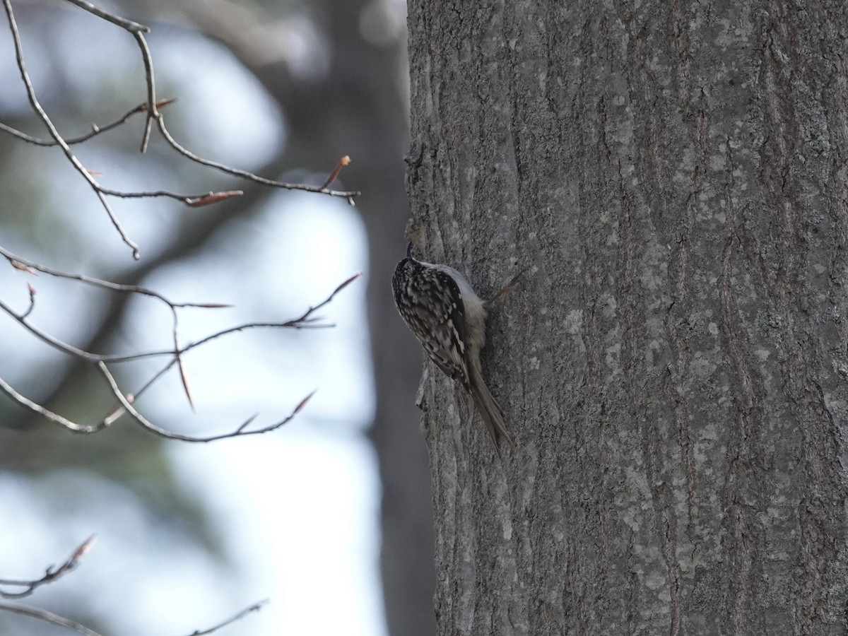 Brown Creeper - ML634888663