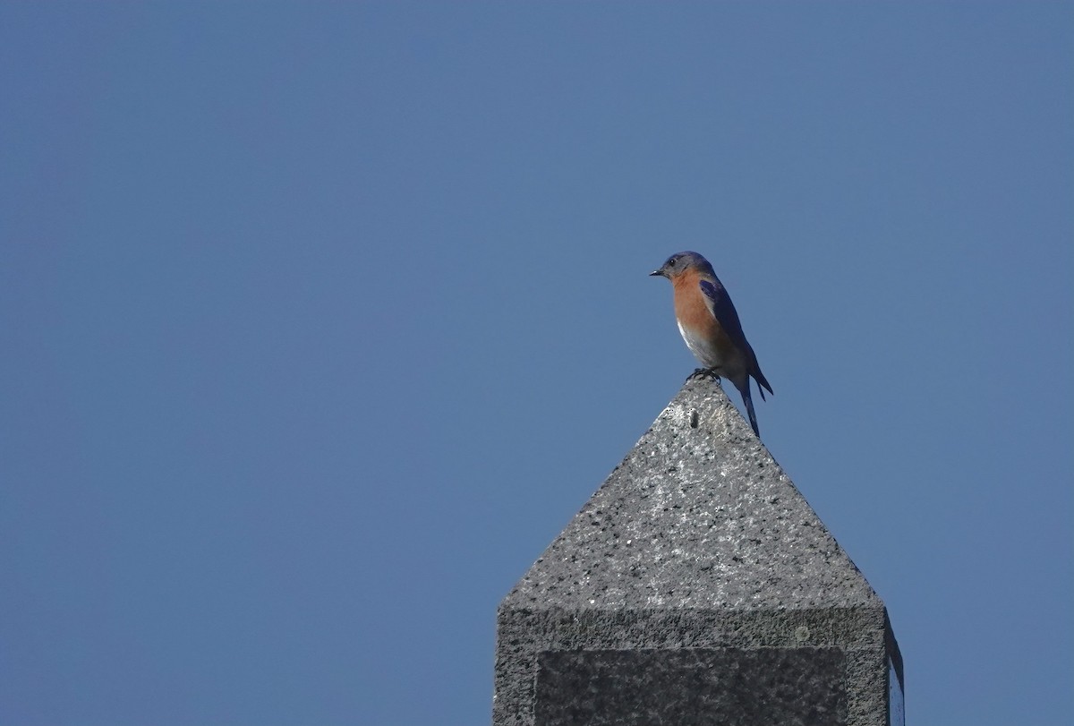 Eastern Bluebird - ML634888693