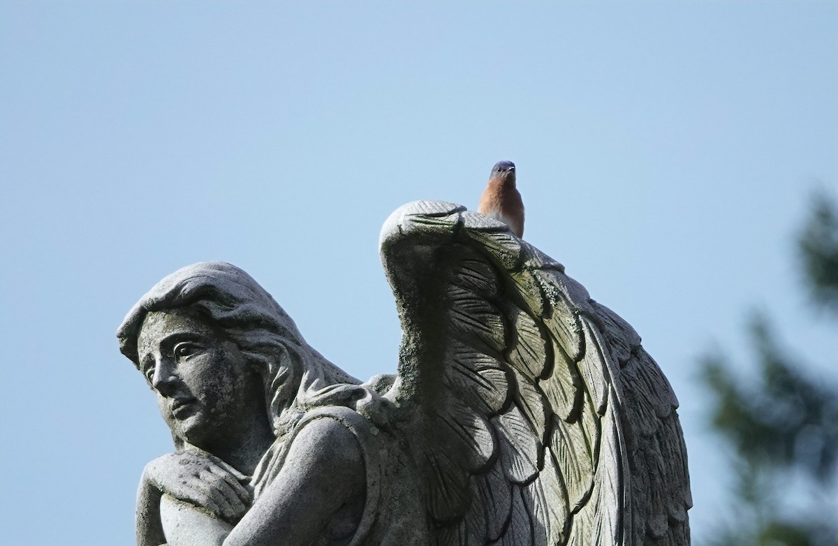 Eastern Bluebird - ML634888719