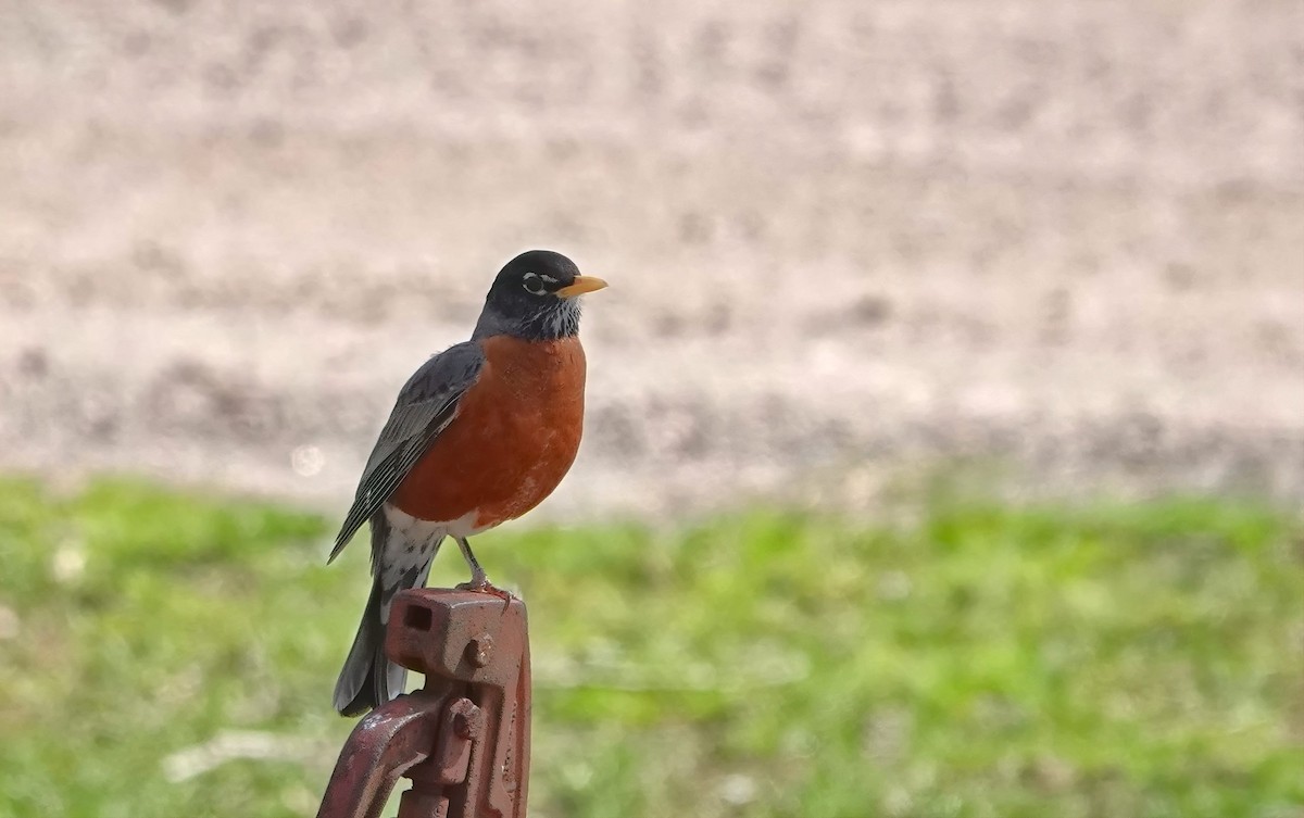 American Robin - ML634888723
