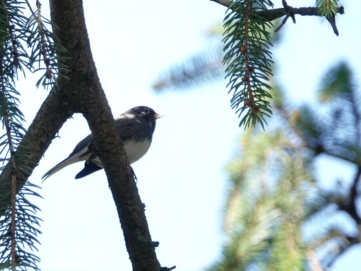 Dark-eyed Junco - ML634888767