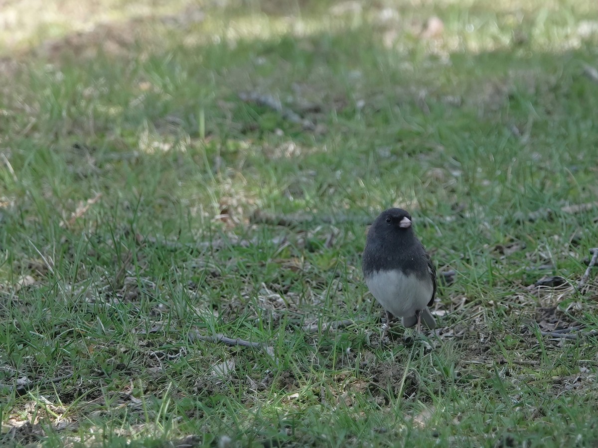 Dark-eyed Junco - ML634888768