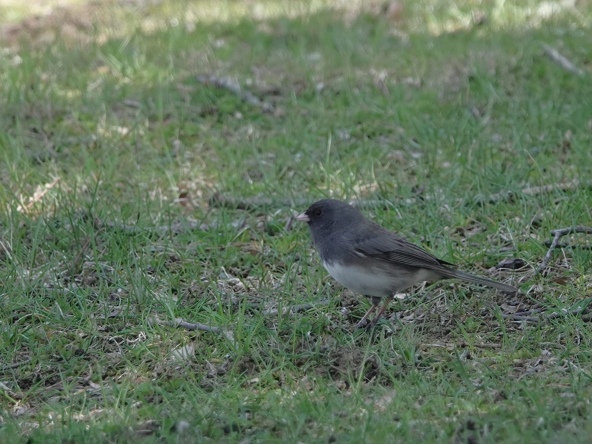 Dark-eyed Junco - ML634888769
