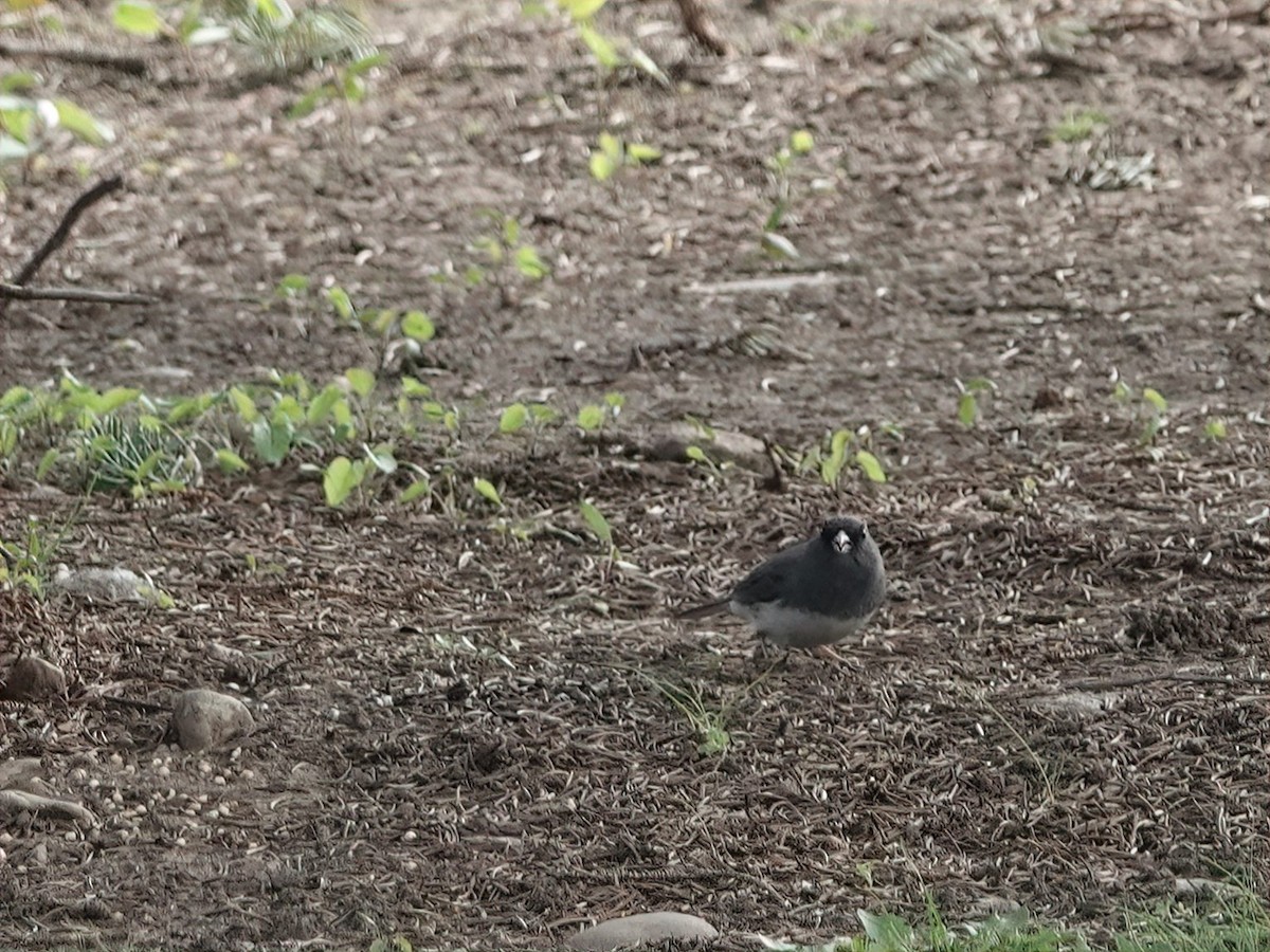 Dark-eyed Junco - ML634888770