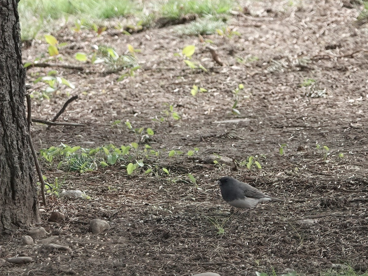 Dark-eyed Junco - ML634888771