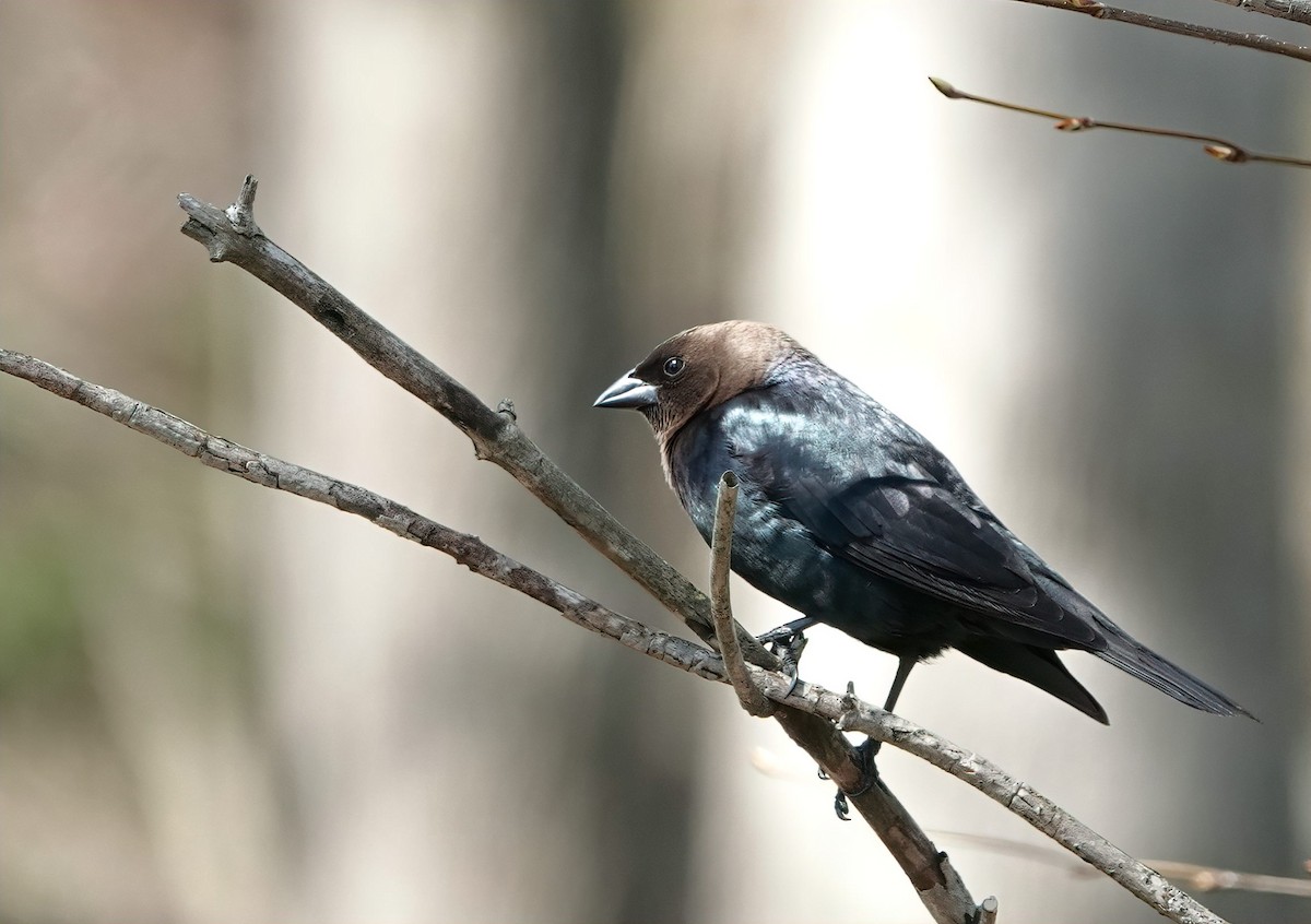 Brown-headed Cowbird - ML634888798