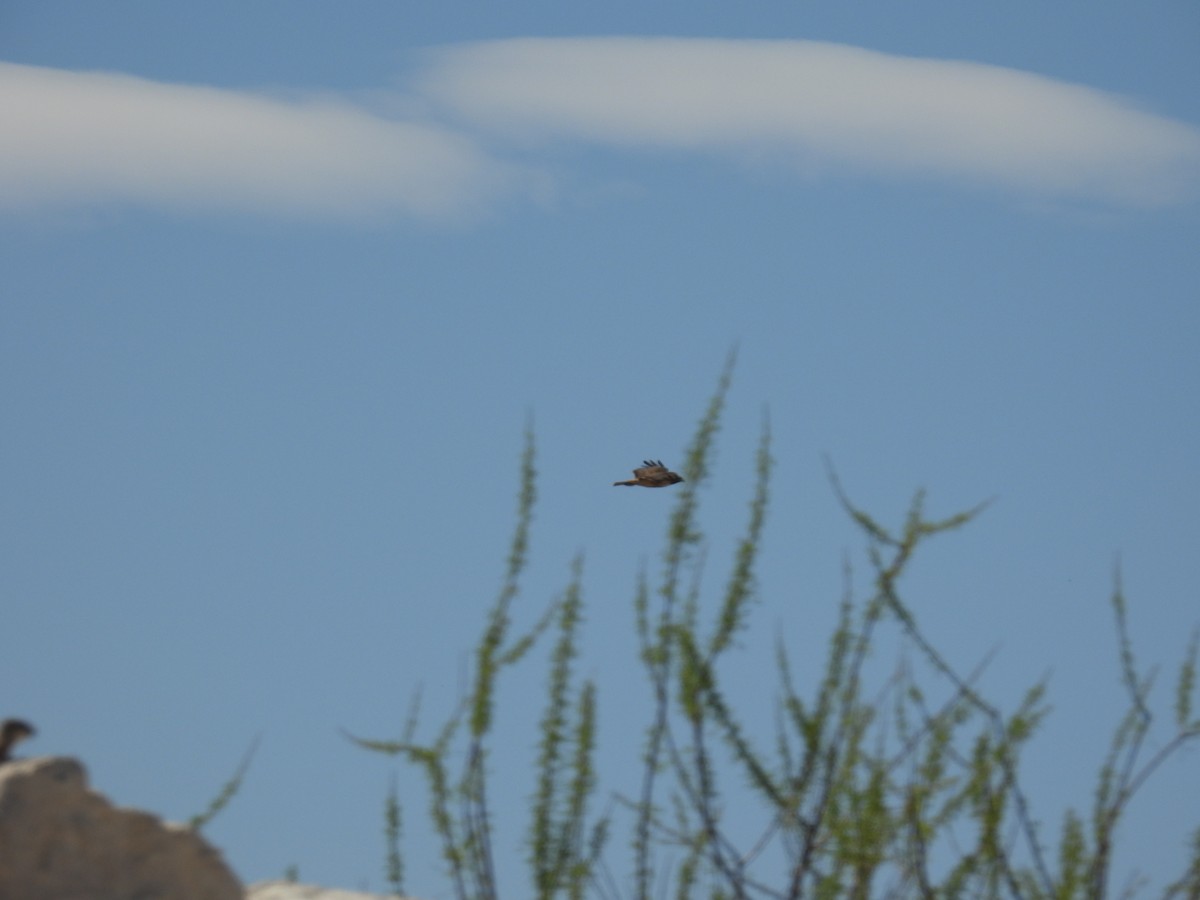 Red-tailed Hawk (calurus/alascensis) - ML634888804