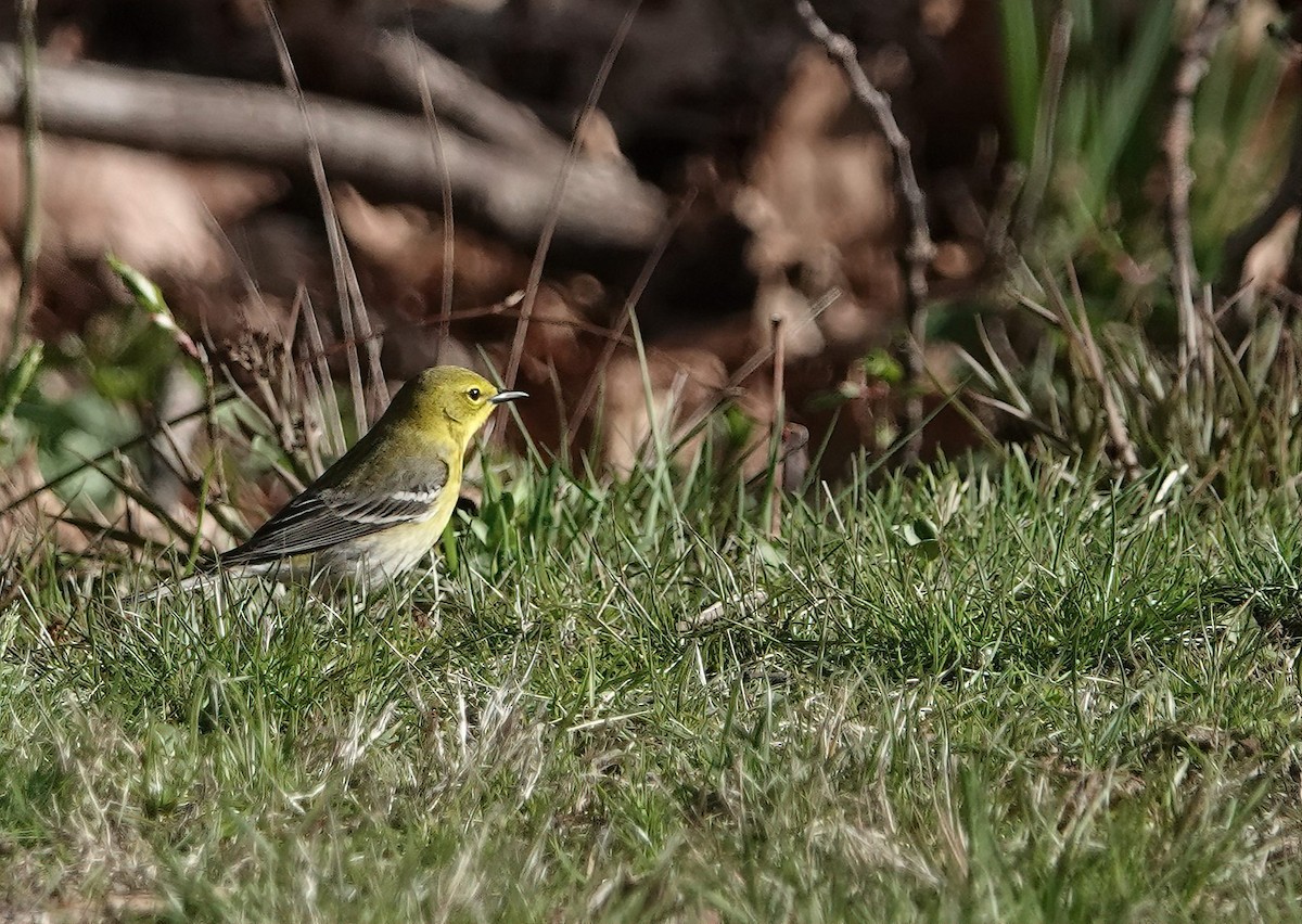Pine Warbler - ML634888805