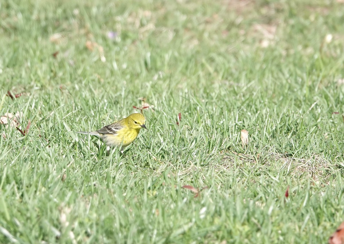 Pine Warbler - ML634888838