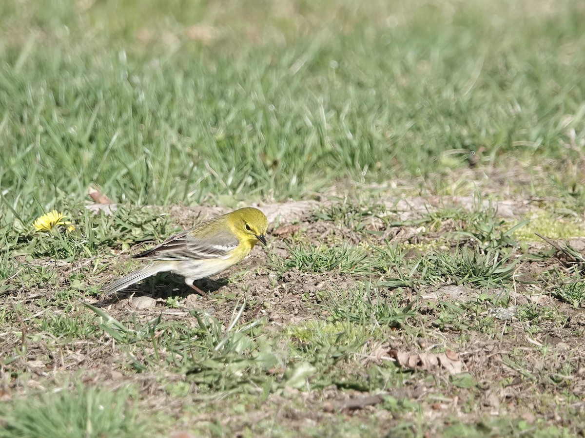 Pine Warbler - ML634888839