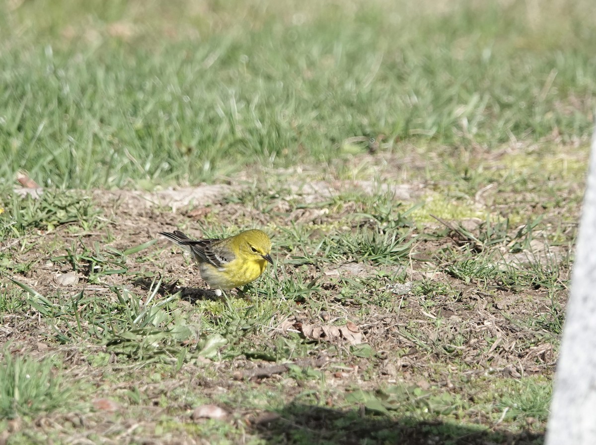 Pine Warbler - ML634888840