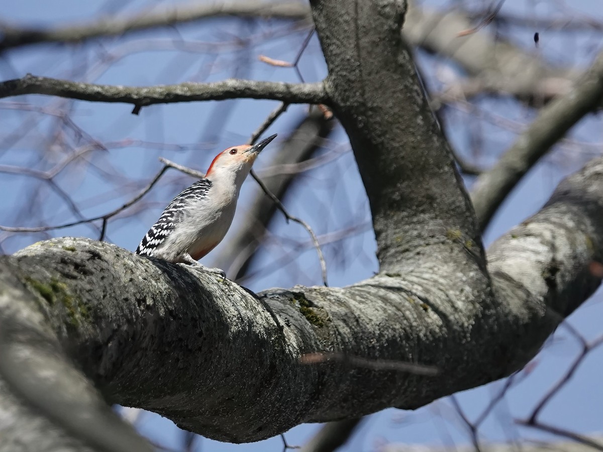Red-bellied Woodpecker - ML634888878