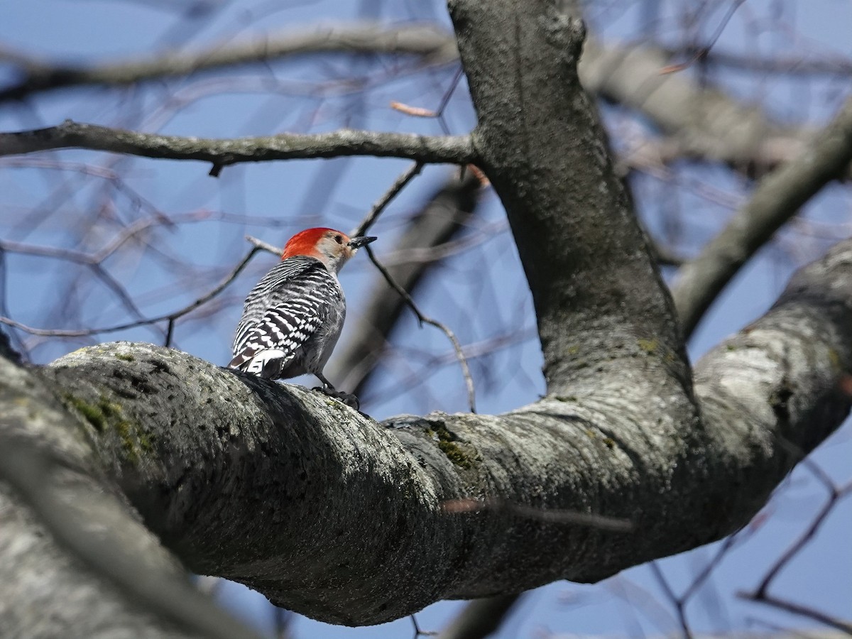 Red-bellied Woodpecker - ML634888879
