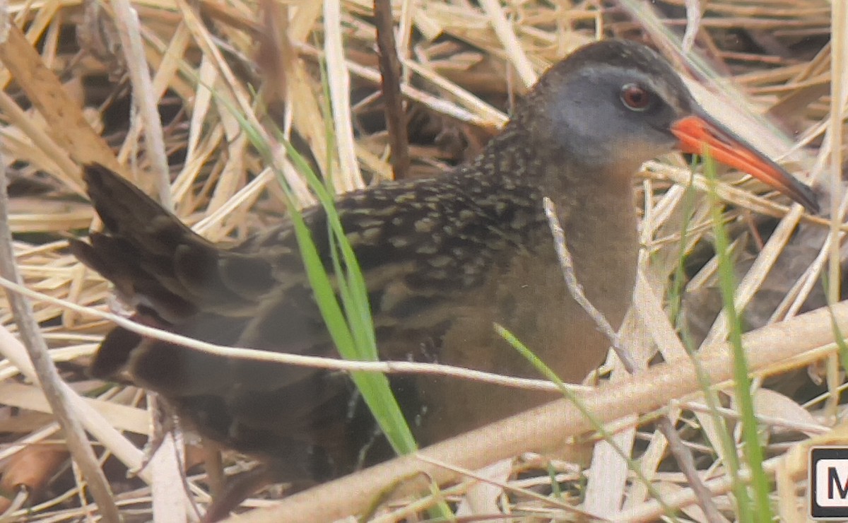 コオニクイナ - ML634888880