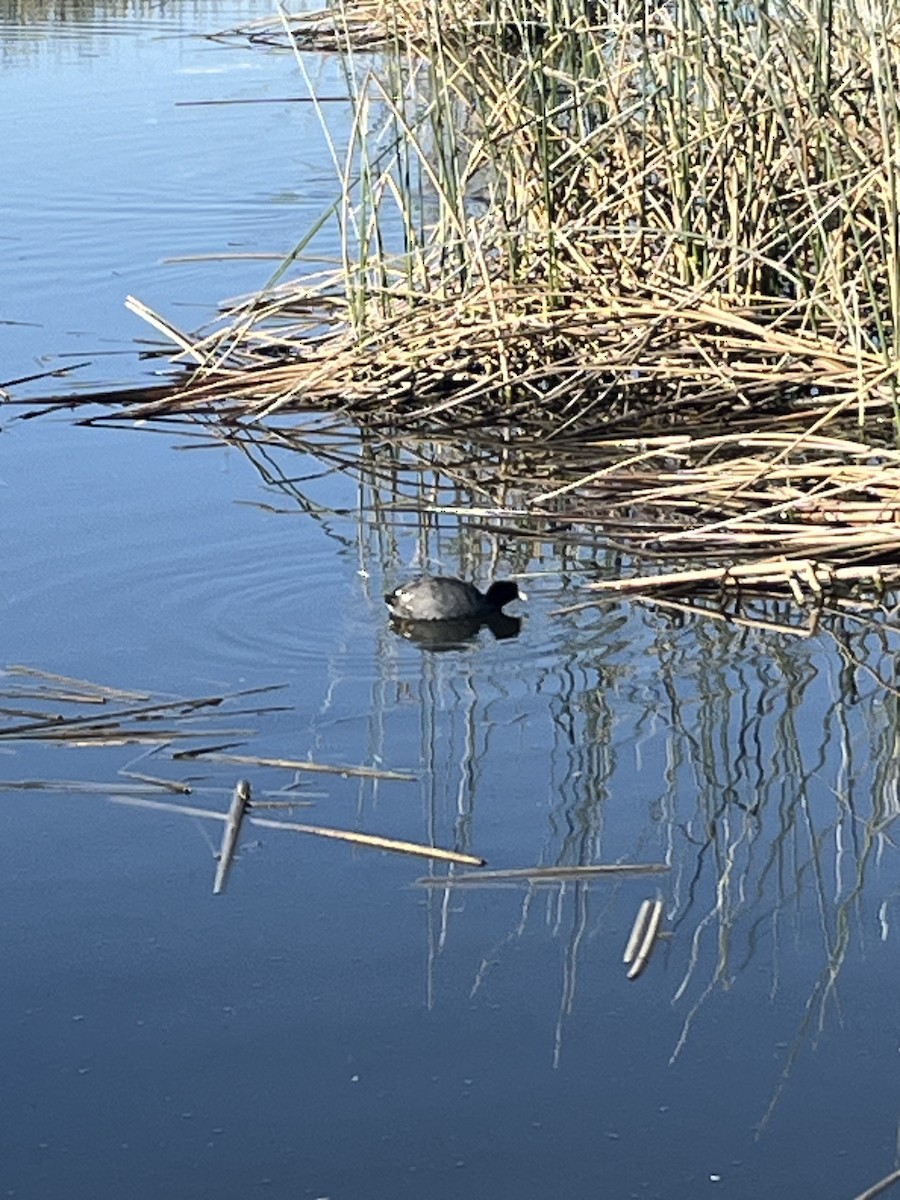 American Coot - ML634888889