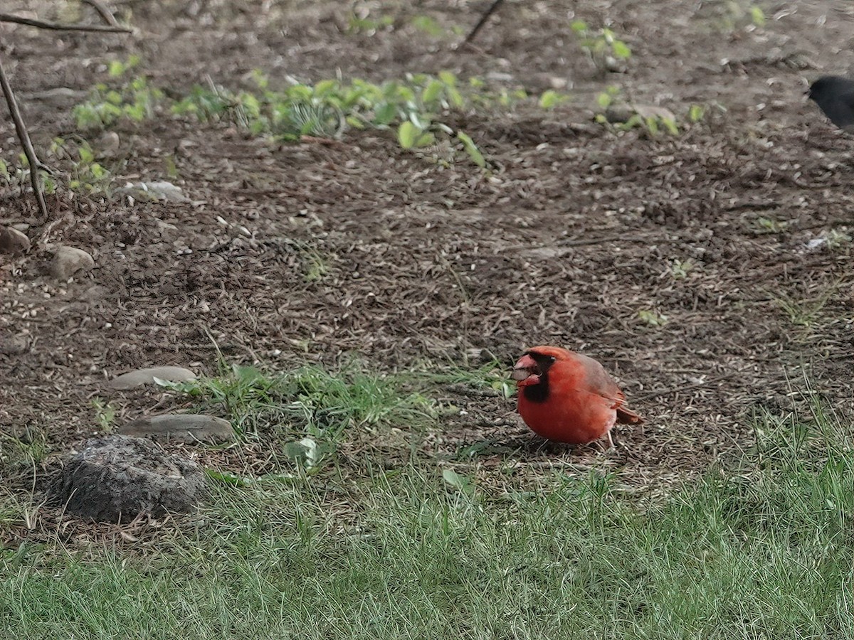 Northern Cardinal - ML634888902