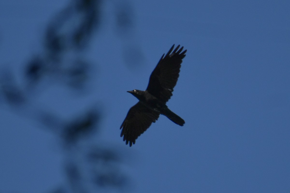 Little Raven - ML634888923