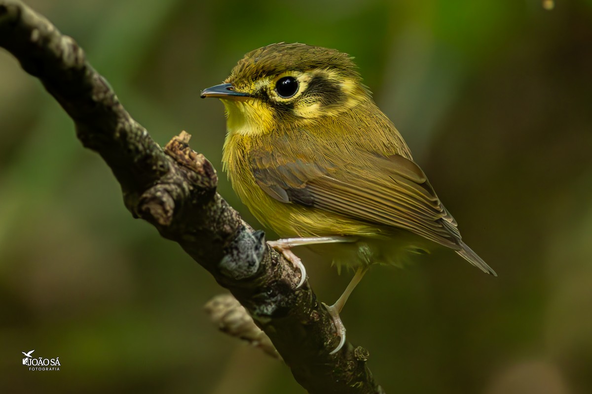 White-throated Spadebill - ML634888927