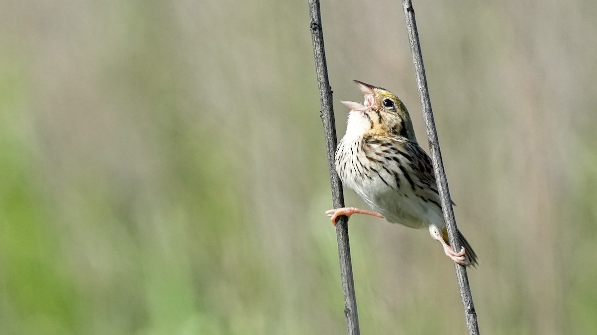 Henslow's Sparrow - ML634888944
