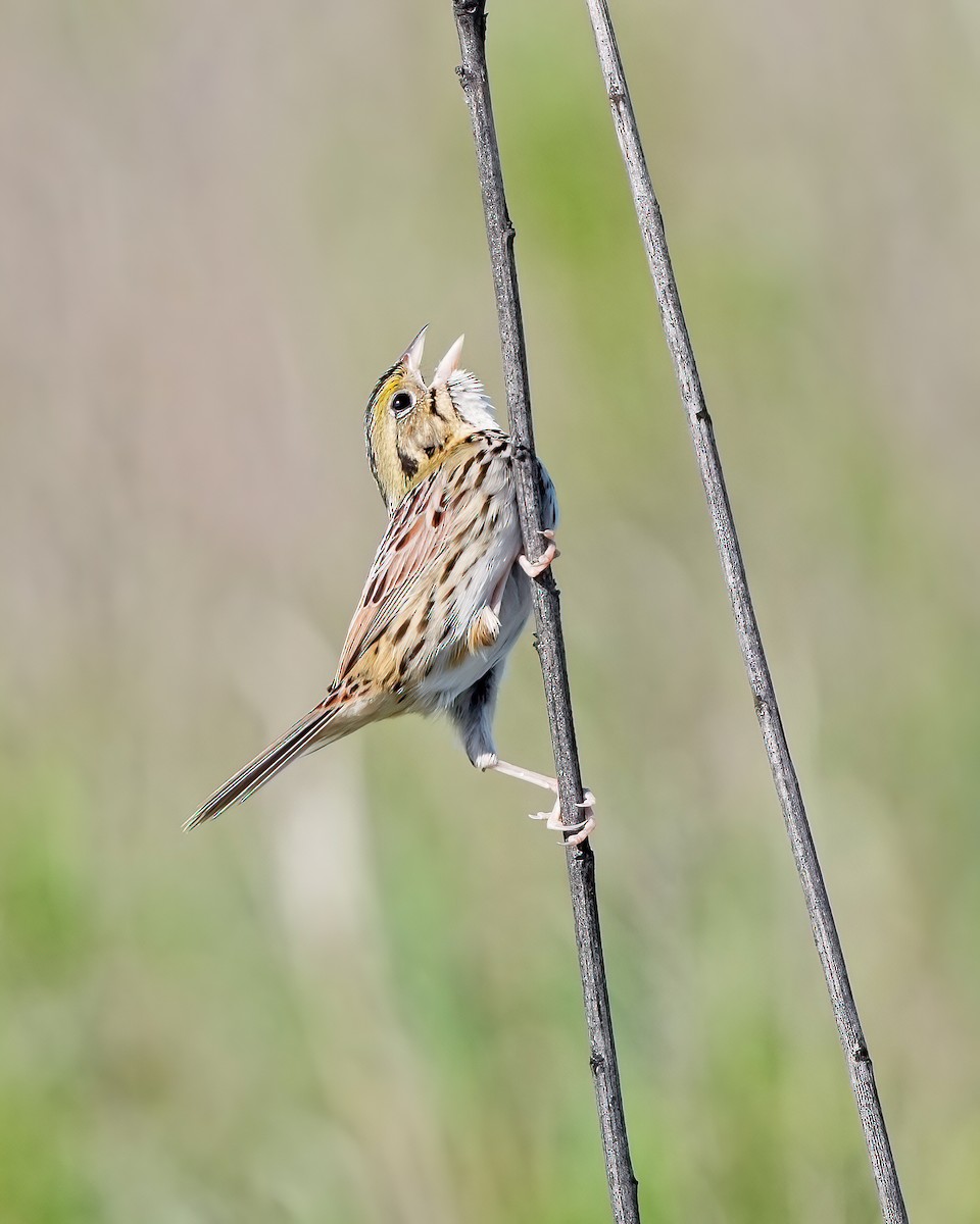 Henslow's Sparrow - ML634888945