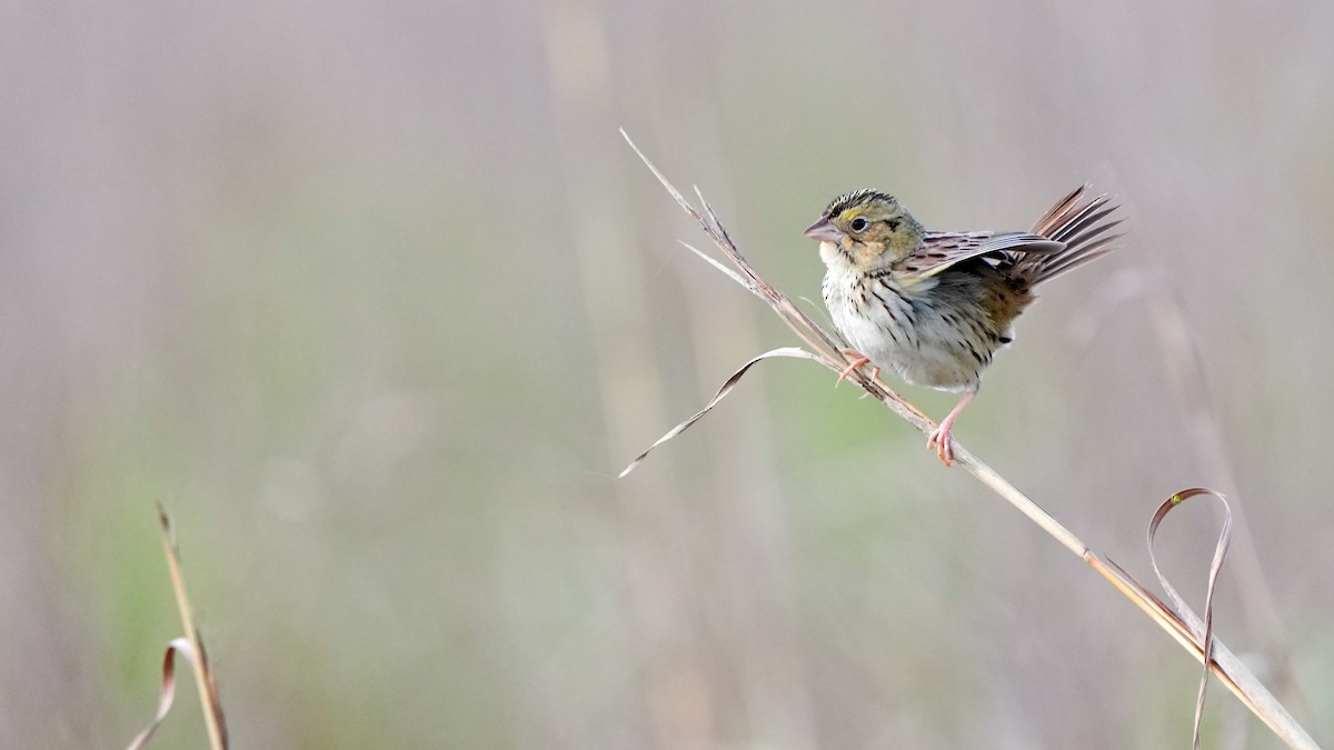 Henslow's Sparrow - ML634888957