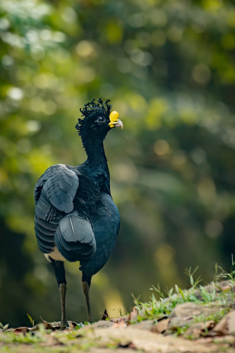Great Curassow - ML634888969