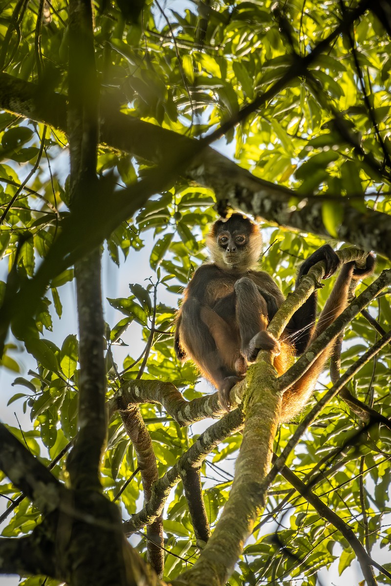 黑掌蜘蛛猴 - ML634888976