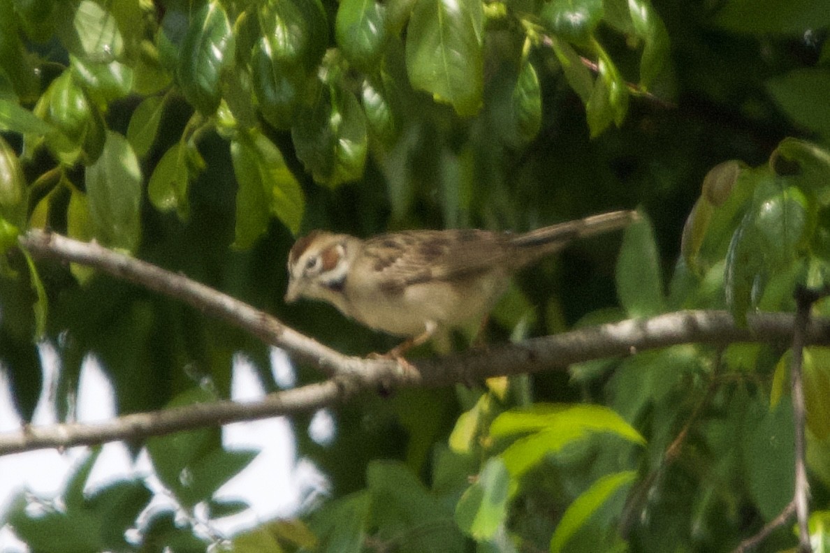 Bruant à joues marron - ML634889030
