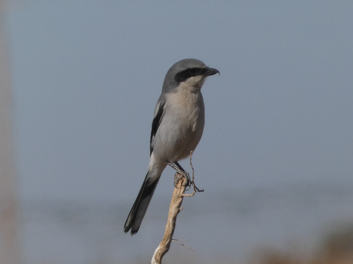 Loggerhead Shrike - ML634889125