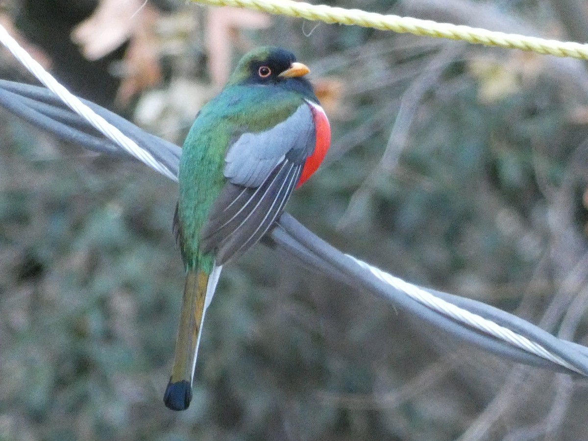 Coppery-tailed Trogon - ML634889252