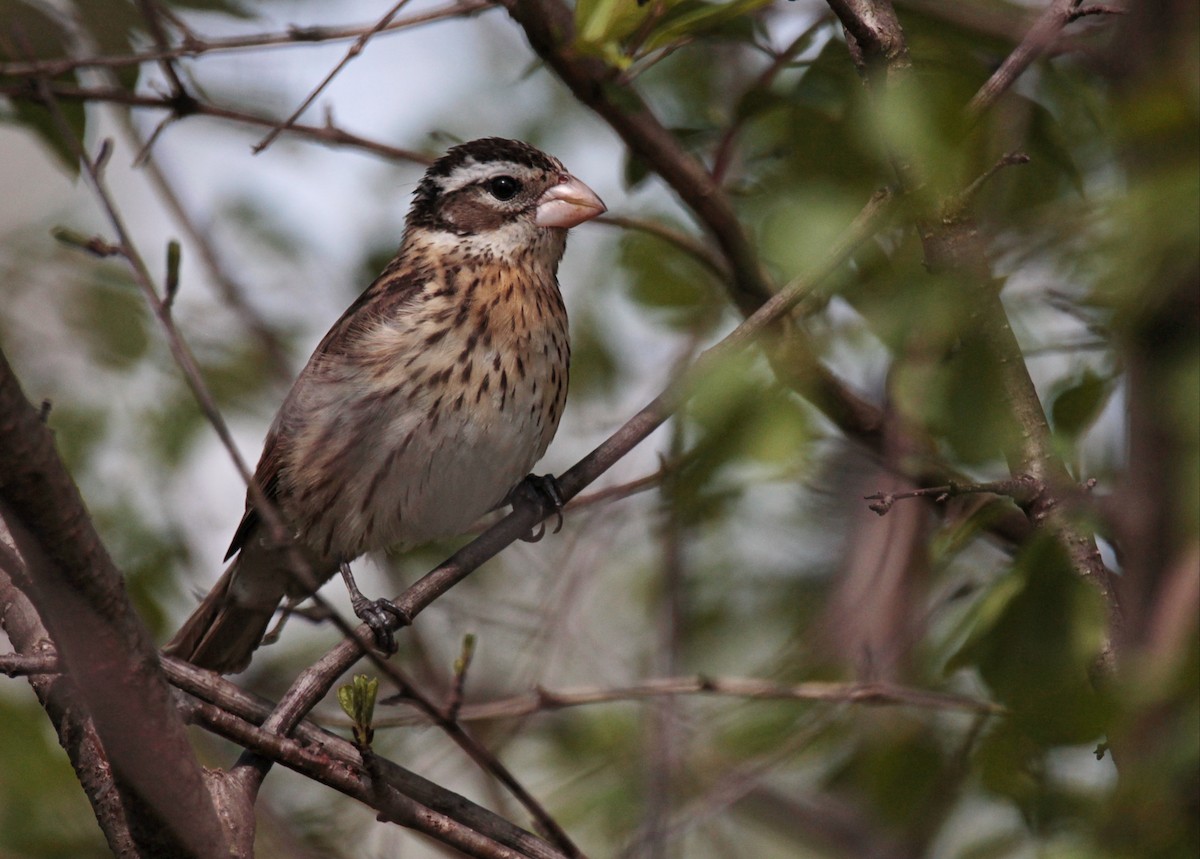 Rose-breasted Grosbeak - ML634889561