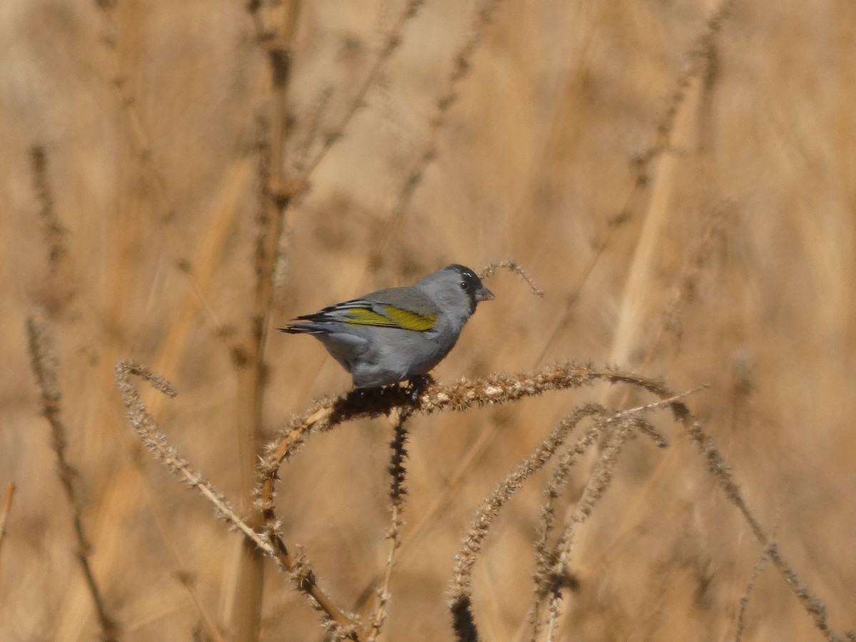 Lawrence's Goldfinch - ML634889569