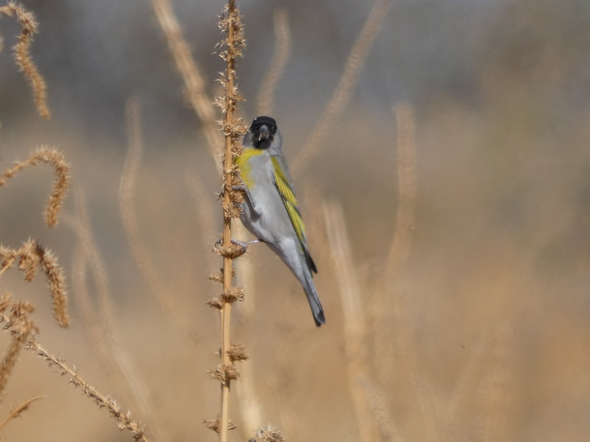 Lawrence's Goldfinch - ML634889570