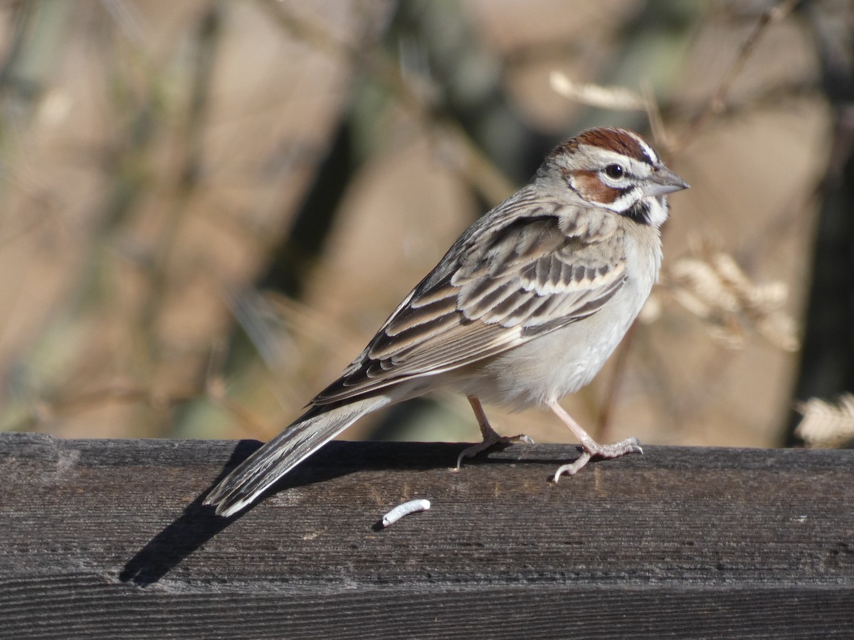 Lark Sparrow - ML634889625