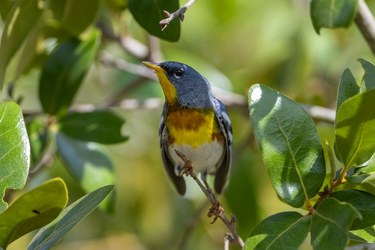 Northern Parula - ML634889685