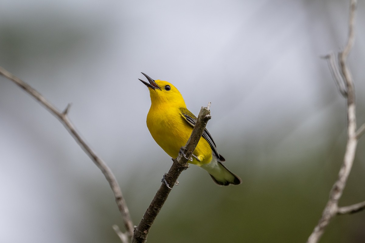 Prothonotary Warbler - ML634889708