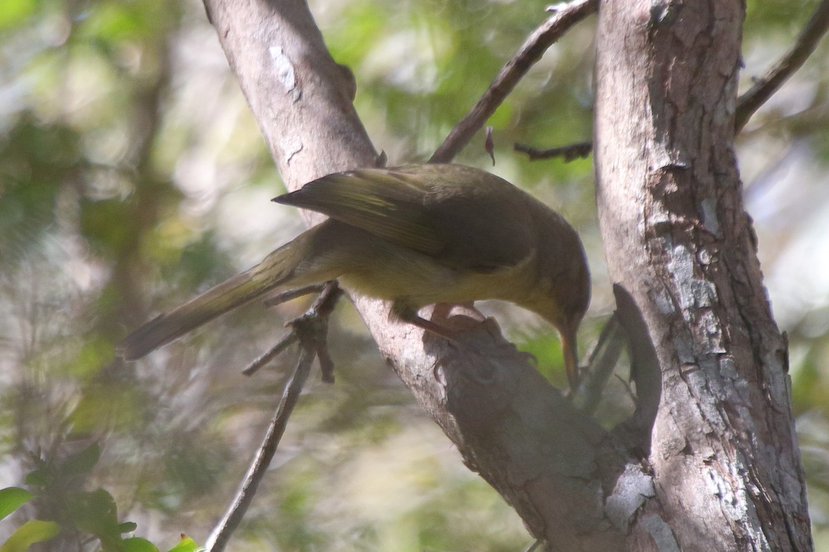 Long-billed Bernieria - ML634889731