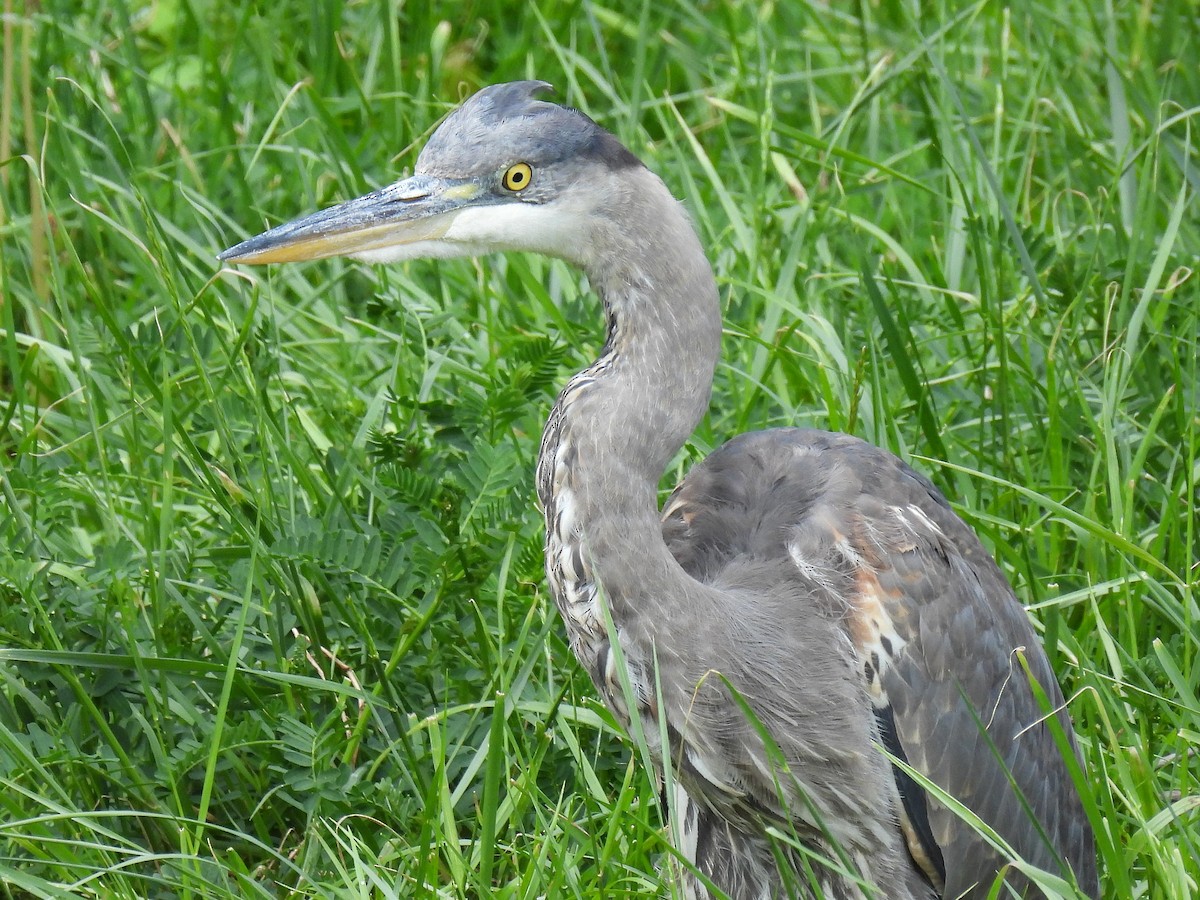 Great Blue Heron - ML634889856
