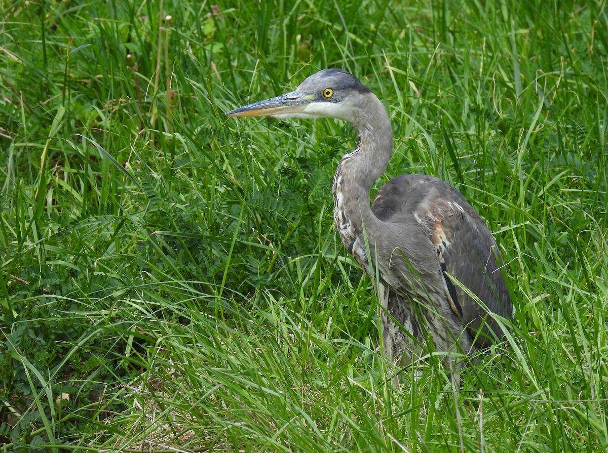 Great Blue Heron - ML634889857