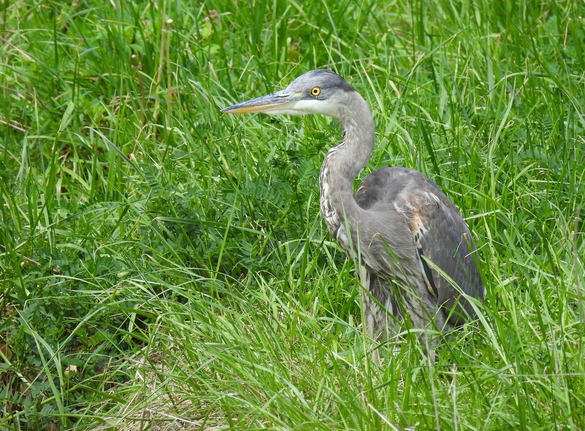Great Blue Heron - ML634889858
