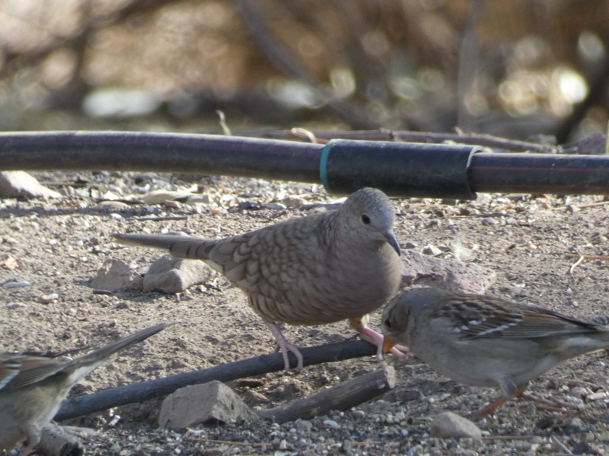 Inca Dove - ML634889870