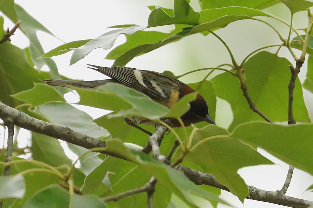 Bay-breasted Warbler - ML634889883